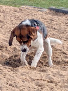 Beaglefreilauf Kalkar