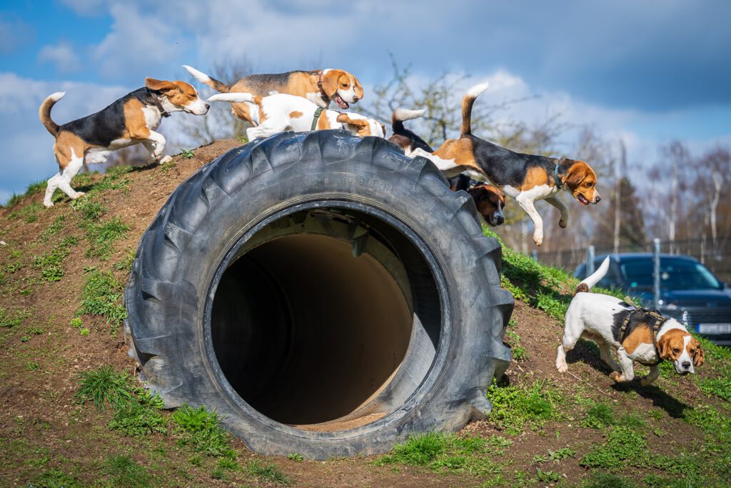 Beaglefreilauf Kalkar