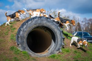 Beaglefreilauf Kalkar